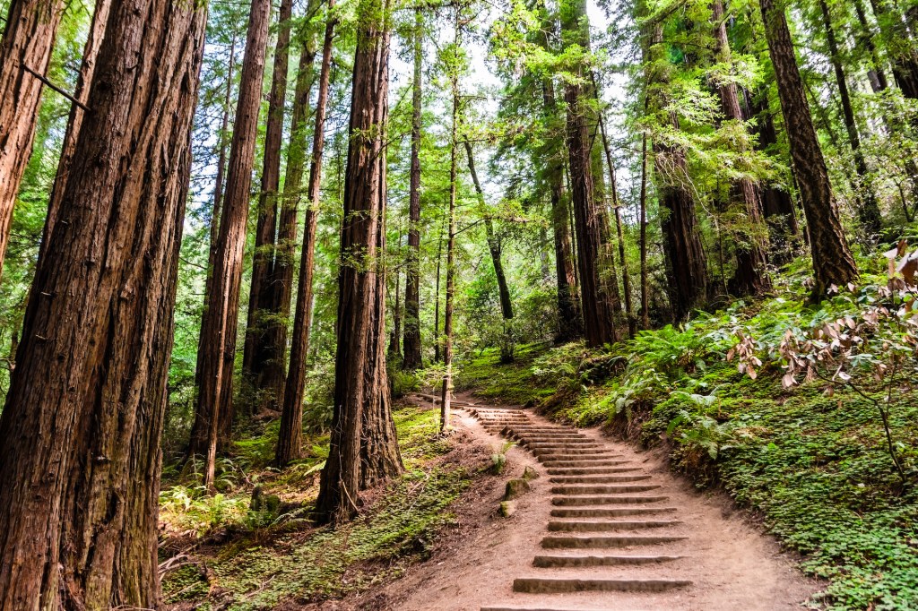 Picture of: Best Places to Hike in the Bay Area