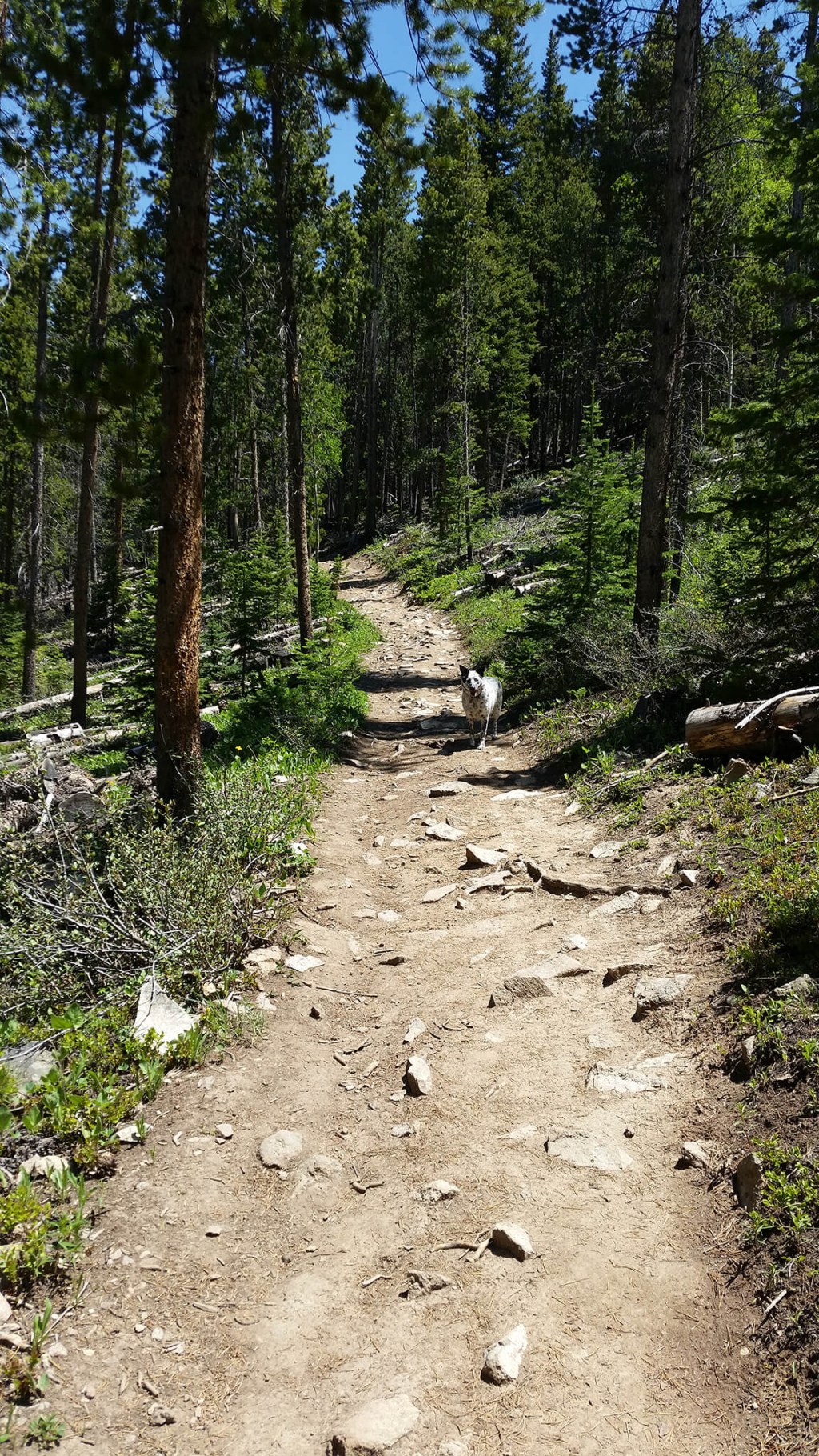 Picture of: Breckenridge Early Summer Hiking Trails – Breckenridge, Colorado
