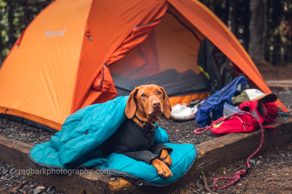 Picture of: Our Best and Tested Gear for Camping with Dogs » The Dog Walks Me